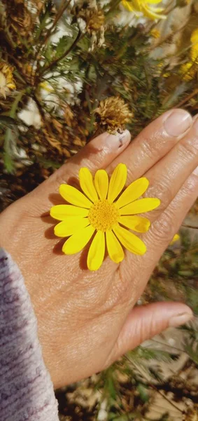 female hands holding a flower in the hand of a woman's