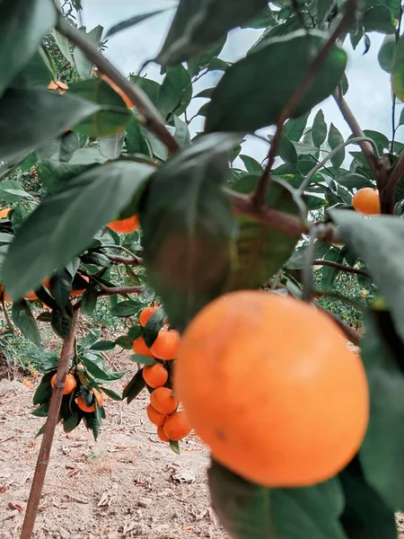 ripe red tomatoes on a tree