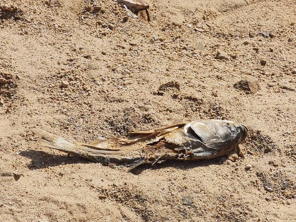 dead sea sand in the desert