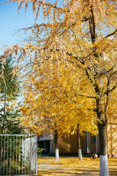 autumn landscape with trees and leaves