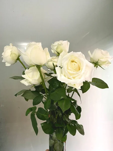 beautiful white roses in a vase on a gray background