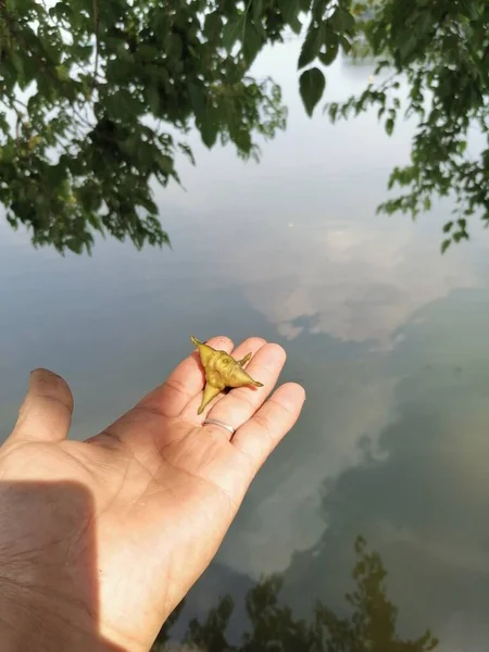 hand holding a green leaf on the lake