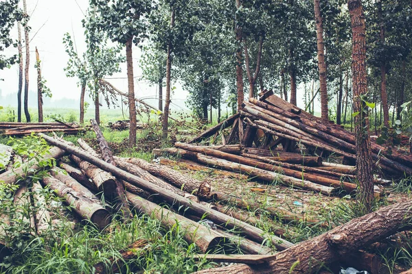 wooden logs in the forest