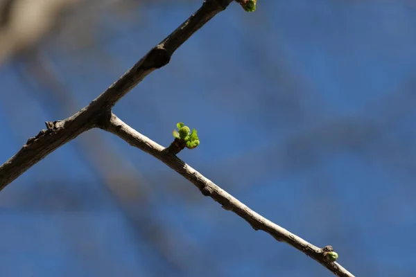 green leaves, flora and fauna