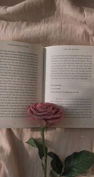 old book with a red rose