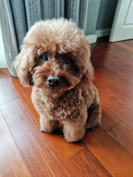 dog with a big smile on the floor