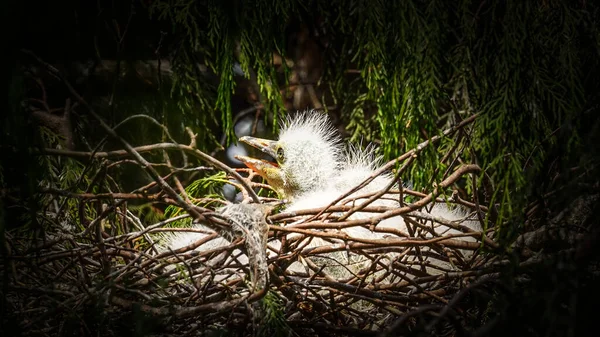 a closeup shot of a beautiful bird in the forest