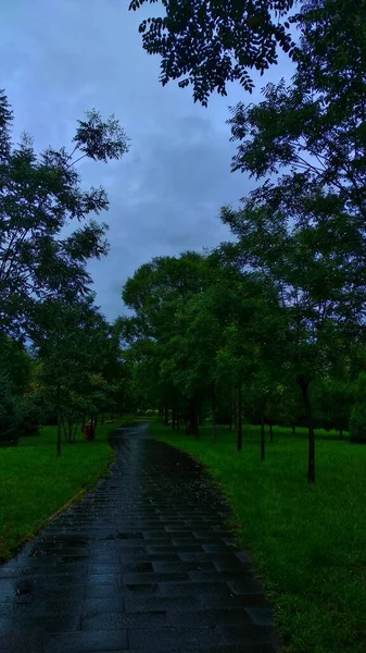beautiful landscape with a tree and a path in the park