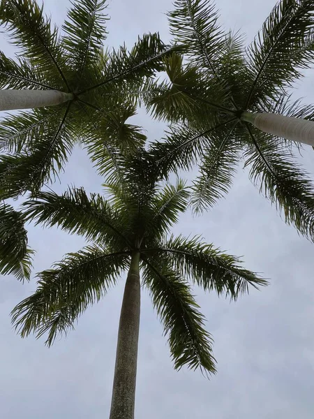 palm tree in the park