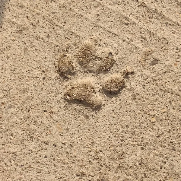 sand texture with traces of footprints on the ground