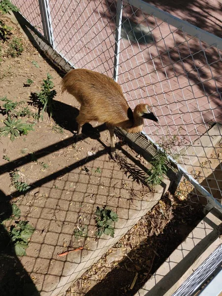 a group of cute animals in the zoo