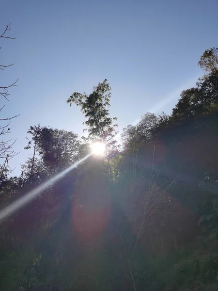 beautiful landscape with trees and a tree