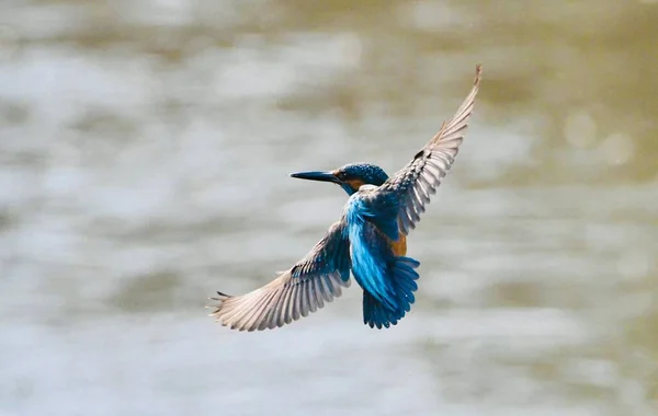 bird in flight on the river