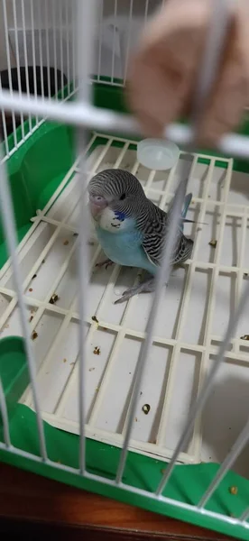 a bird cage in a greenhouse