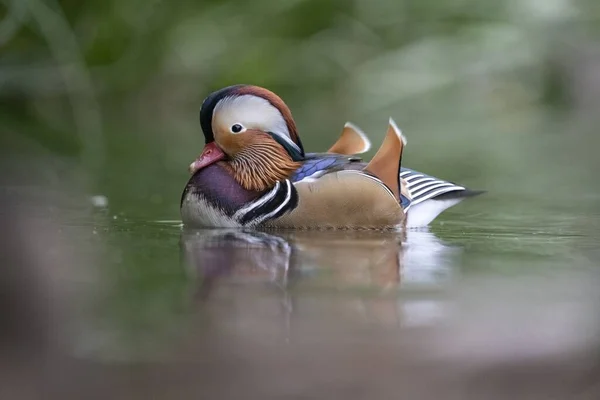 beautiful bird in the lake