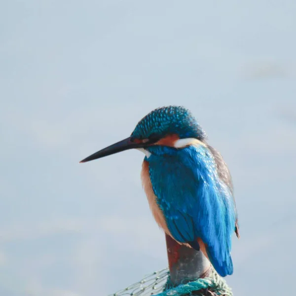 blue-winged kingfisher with water lily