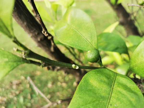 green leaves, flora and foliage