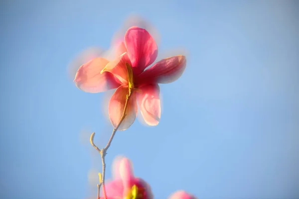 beautiful pink flower on a background of blue sky