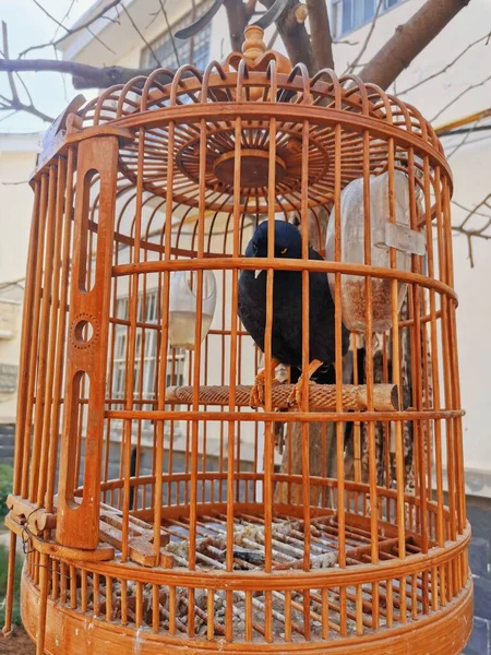 a small bird in the cage