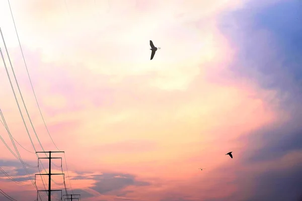 silhouette of a bird flying in the sky