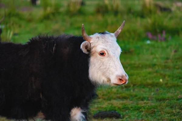 a closeup shot of a cute cow on a green meadow