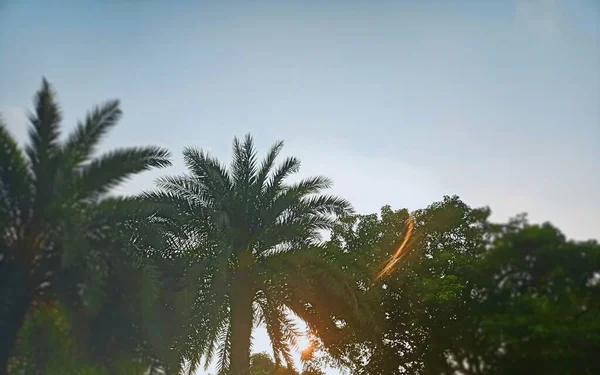 palm tree in the forest