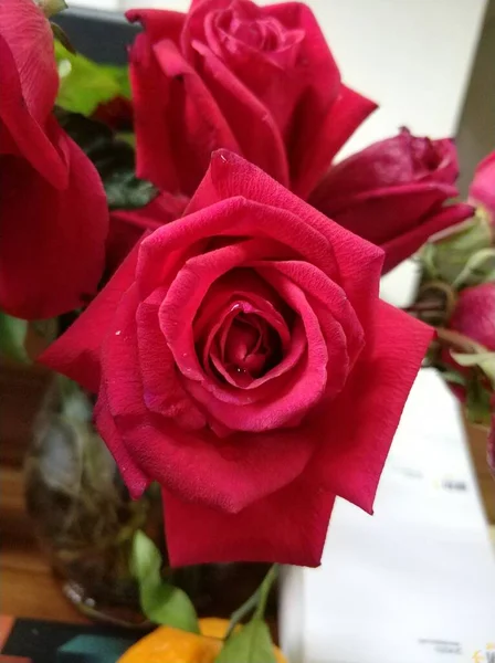 beautiful red roses in a flower shop