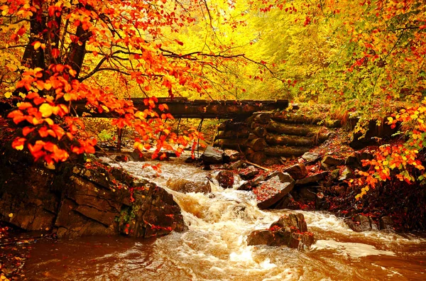 beautiful autumn landscape with colorful leaves