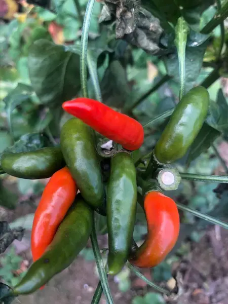green and red peppers on a background of the garden