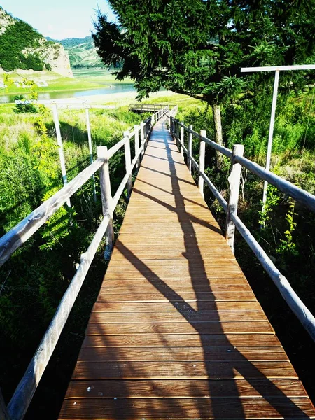 wooden bridge in the forest