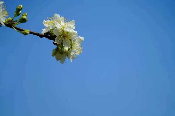 beautiful white flowers on blue sky background
