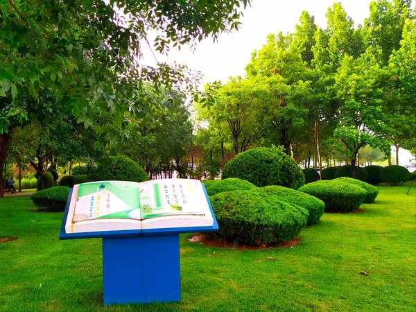 green park with a book and a tree