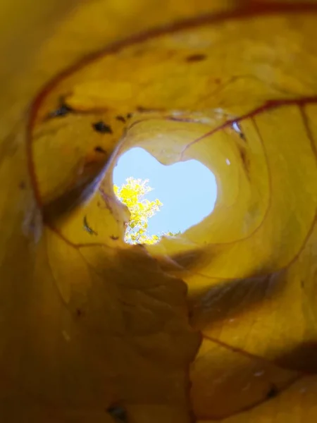 yellow leaves in the form of a heart