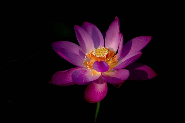 pink lotus flower on black background