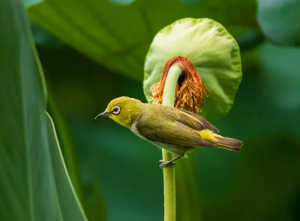 close up of a bird in the garden