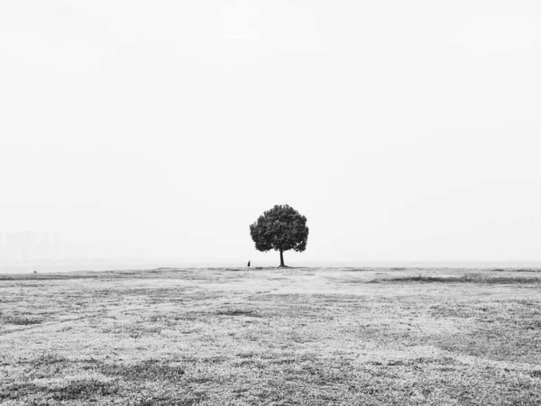 beautiful landscape with a tree and a field of trees