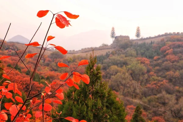 beautiful autumn landscape with red leaves