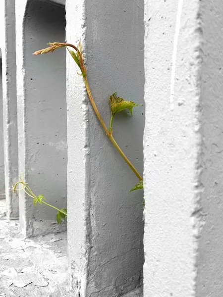 green plant on the wall