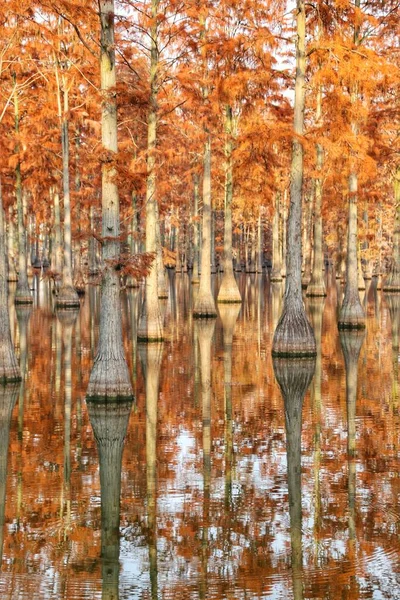 autumn landscape with trees and leaves