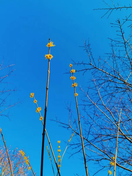 birch tree branches on a background of blue sky