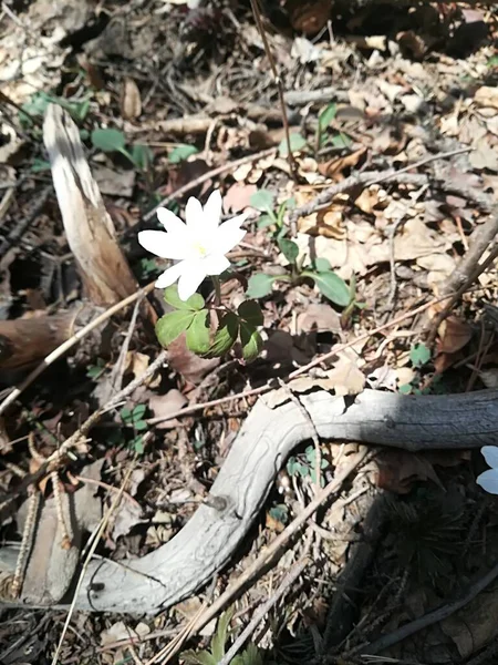 beautiful flowers in the forest