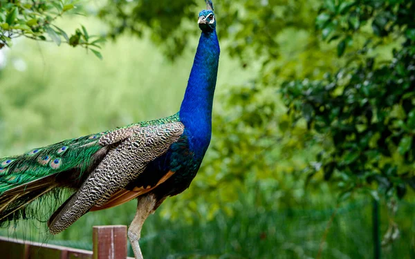 peacock with blue eyes