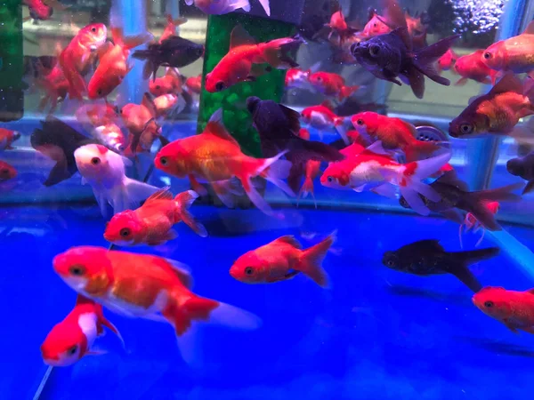 many fish in the aquarium