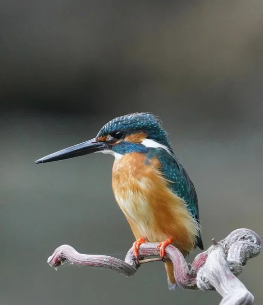 great bird, alcedo atthis, a common kingfisher, perched on a branch