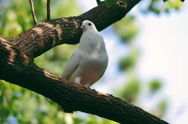 white pigeon in the park