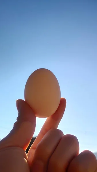 egg in hand on a blue sky background