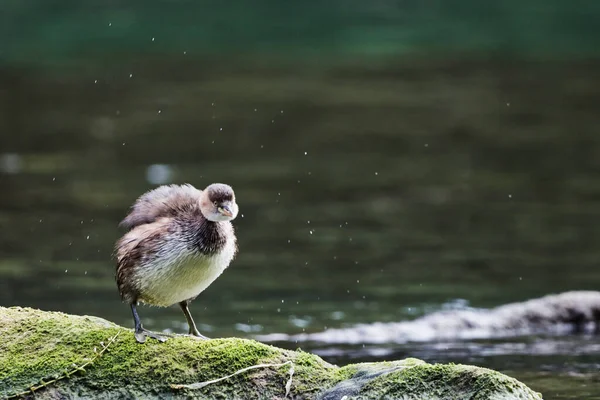 a small bird in the lake