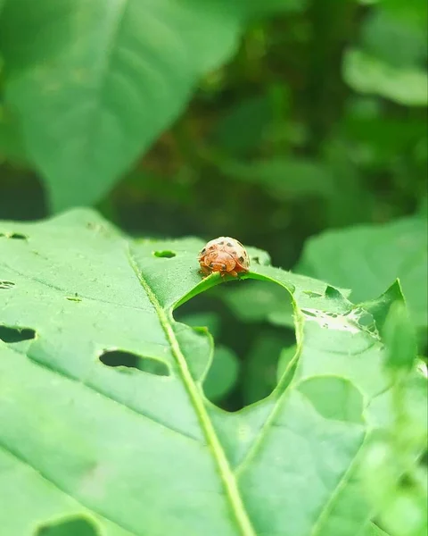 a closeup shot of a green beetle on a leaf