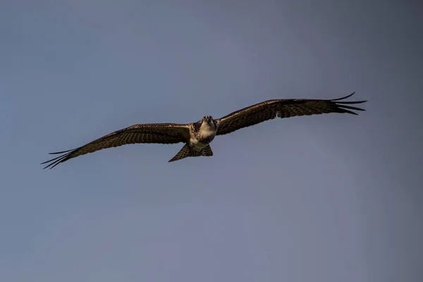 flying bird in flight