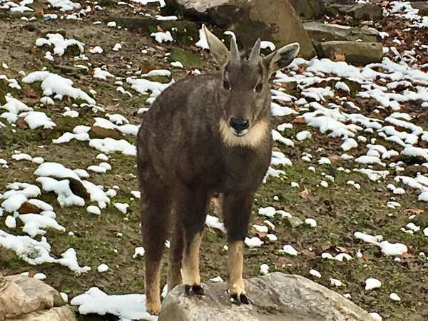 a young deer in the mountains